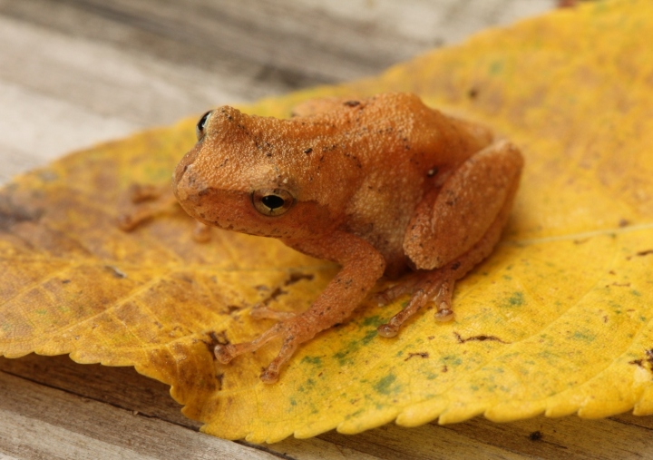 Spring Peeper